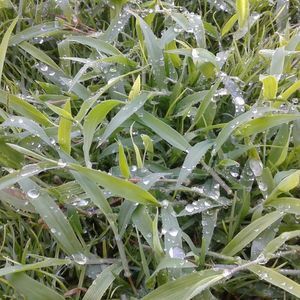 Meet your Posher, Riyad